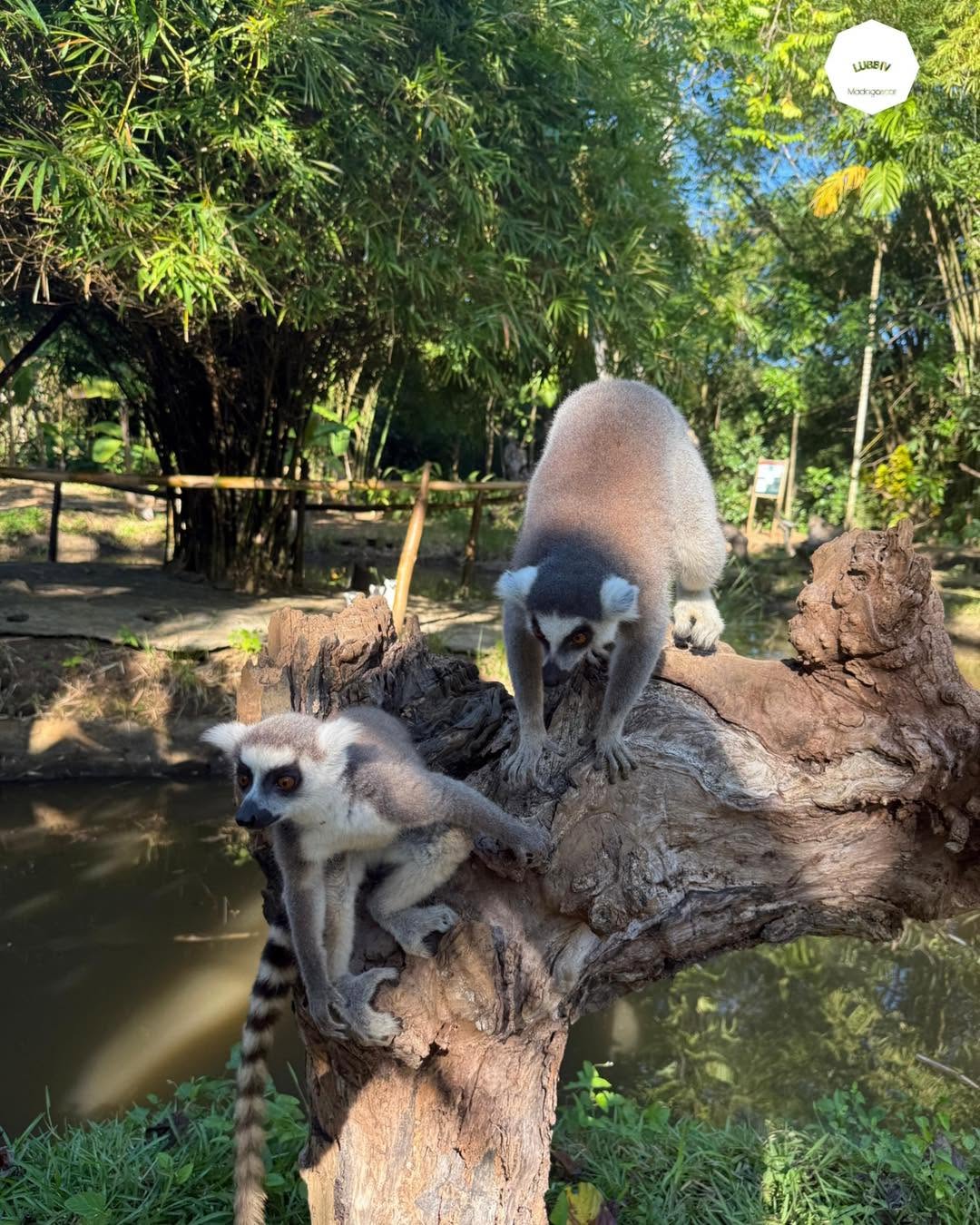 Maki Lemur Madagascar